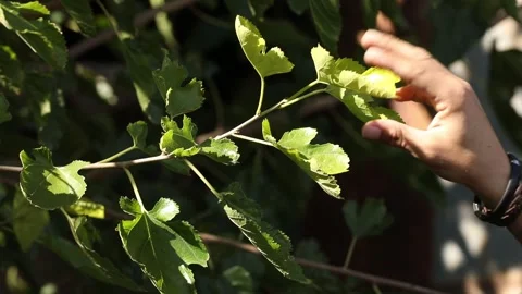 Green leaves 8 Video stock 321201182