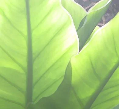 Green leaves abstract Stock Illustration