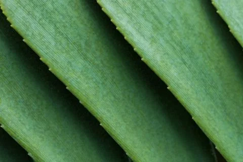Green leaves abstract Stock Photos
