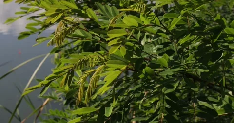 Green leaves of acacia as background, full screen. Nature concept Stock Footage 160030053