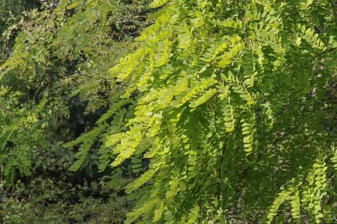Green leaves on acacia branches Stock Photos