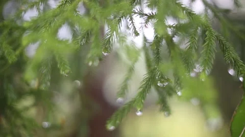 Green leaves after rain Stock Footage 147309085