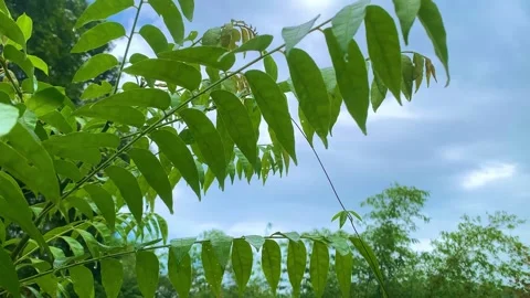 Green leaves after raining Stockbeeldmateriaal 232655605