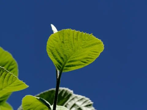 Green leaves against a blue sky Stock Photos