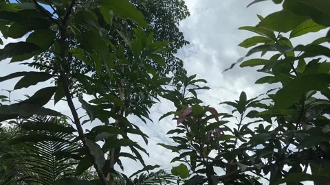 Green leaves against a cloudy sky Stock Footage 325826439