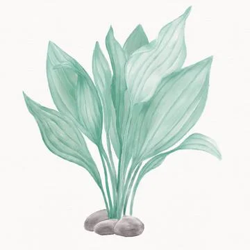Green leaves, algae on a white background, watercolor illustration of turquoi Stock Illustration