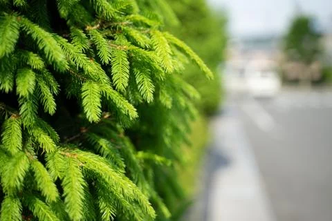 Green leaves along the empty pathway in the morning Stock Photos