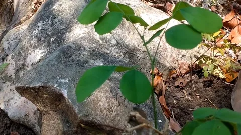 Green Leaves Among the Rocks Stock Footage 341263247