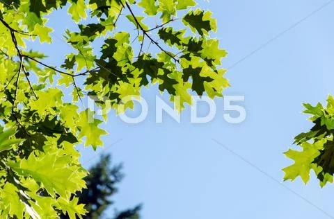 Green Leaves and Blue Sky Stock Photos