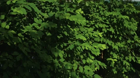 Green leaves and branches move gently under the sunlight in an outdoor area. 스톡 동영상 344527942