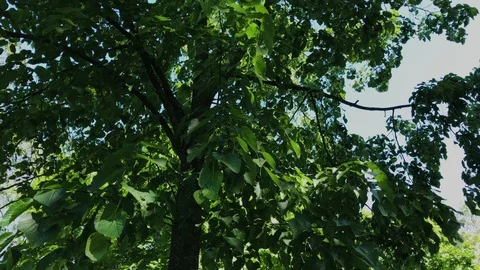 Green leaves and branches of a tree in the sun. 库存影片 109294518