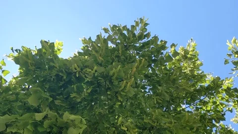 Green leaves and branches of the tree sway in the wind and blue sky Stock Footage 261210795