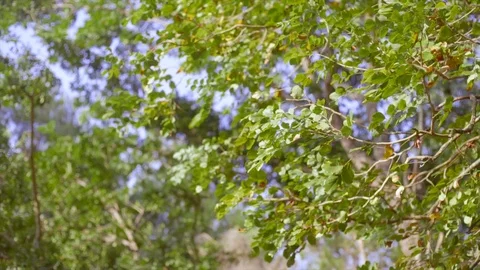 Green leaves and breeze in natural stock footage video Stock Footage