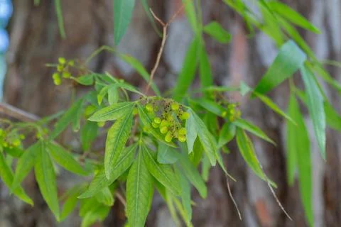 Green leaves and developing fruit on tree branch Stock Photos