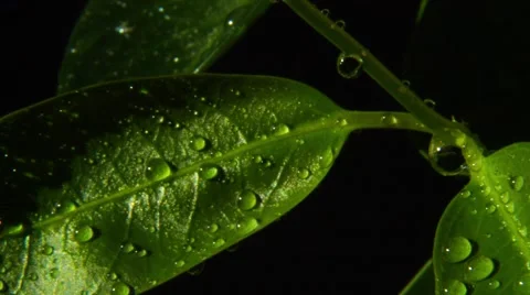 Green leaves and drops Stock Footage 45623396