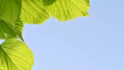 Green leaves and empty space Stock Footage 306247332