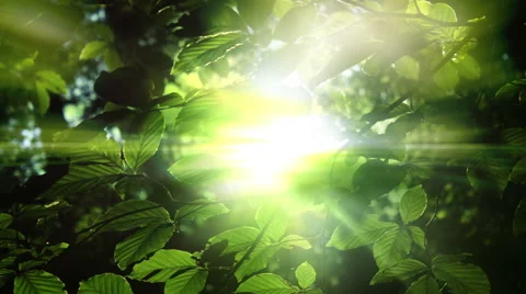 Green Leaves And Light Background Stock Footage 59975118