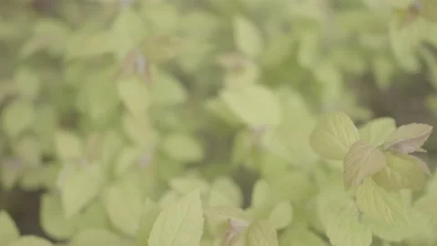Green Leaves and Plants - Rack Focus Stock Footage 164680697