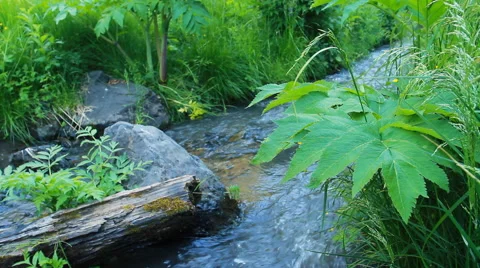 Green Leaves and River Stock Footage 41000778