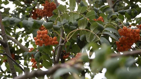 Green leaves and rowan berries Stock Footage