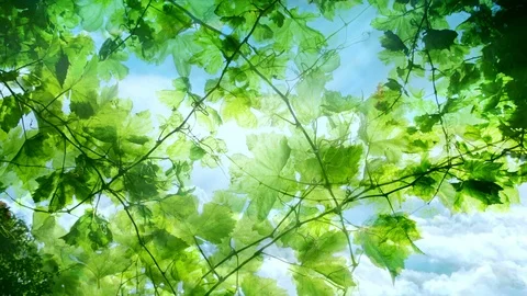 Green Leaves And Sky Video stock 102257810