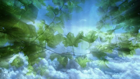 Green Leaves And Sky Video stock 102432035