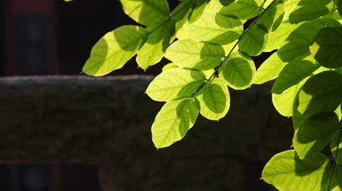 Green leaves and sun Stock Footage 35645199