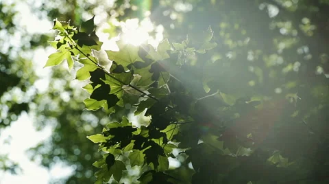 Green leaves and sun Stock Footage 51490307
