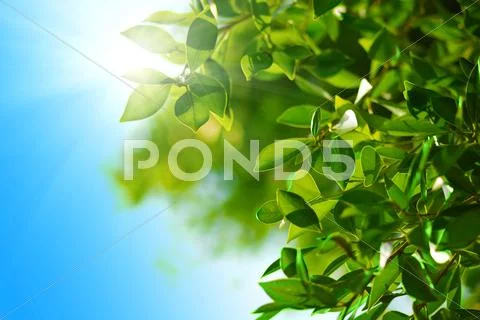 Green leaves and sun Stock Photos