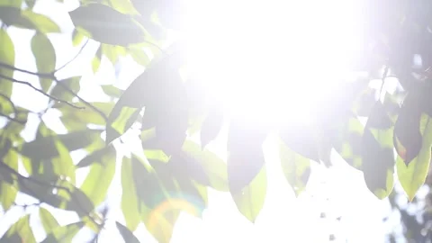 Green leaves and sun rays Stock-Footage 310919871