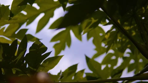 Green Leaves and Sunlight Casting Shadows Against Blue Sky in Nature Scene Stock Footage 344486818