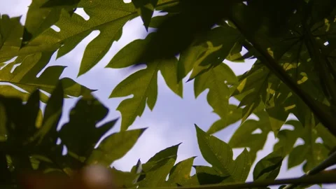Green Leaves and Sunlight Viewed from Below with Blue Sky in Background Stock Footage 344486836