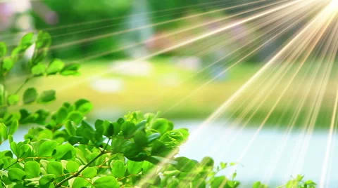 Green leaves and sunrays close-up Stock Footage 48753990