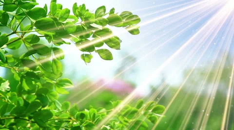Green leaves and sunrays slowmotion seamless loop Stock Footage 48753261