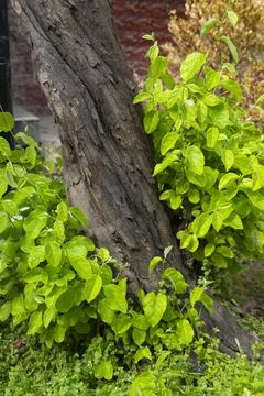 Green Leaves and Tree Bark Texture in Natural Light 스톡 사진