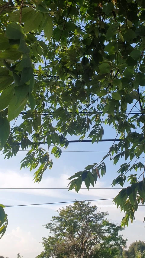 Green leaves and trees blown by the wind Stock Footage 314428871