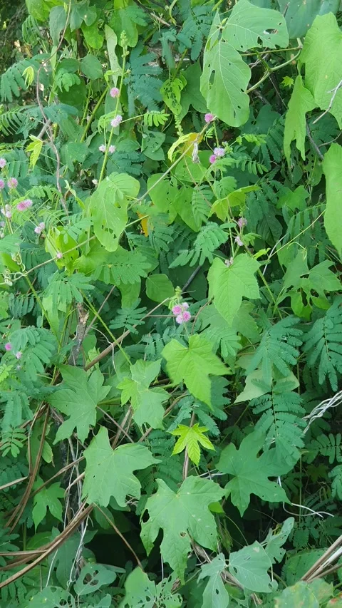 Green leaves and trees blown by the wind in the village 库存影片 333164261
