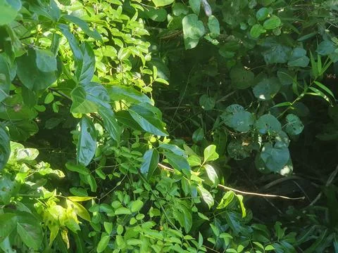 Green leaves and trees in West Kalimantan, Indonesia Stock Photos