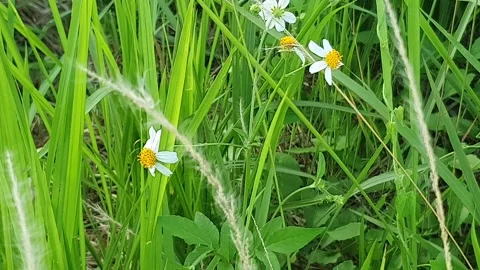 Green leaves and wild grass Видео 337714088