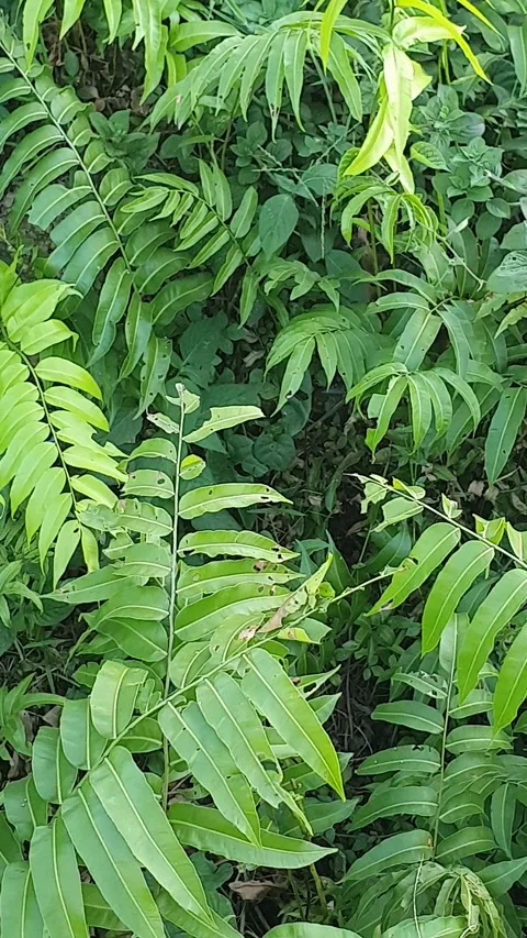 Green leaves and wild grass Видео 337718657