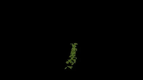 Green leaves animation Stock Footage 117095119