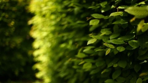 Green leaves are fluttering in the wind. Saturated color. Stock Footage