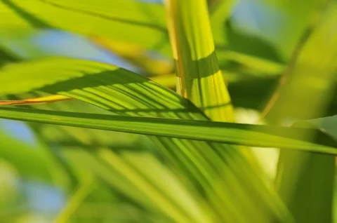 Green leaves arranged in abstract patterns Stock Photos