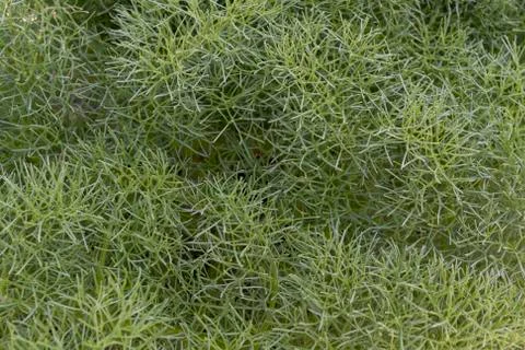 Green Leaves Art Structure Stock Photos