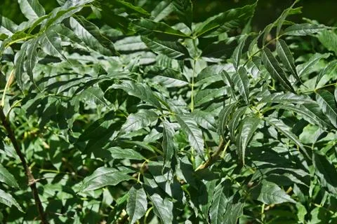 Green leaves of ash tree Stock Photos