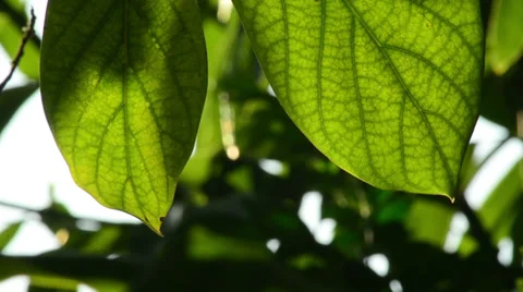 Green leaves on avocado tree Stock-Footage 36677600