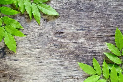 Green Leaves Backdrop Stock Photos