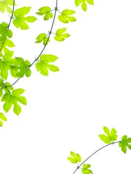 Green leaves backg Stock Photos