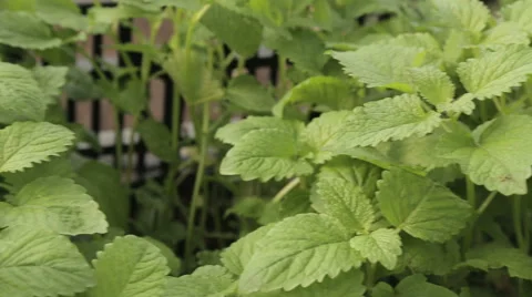 Green leaves backgorund video Stock Footage 56616030