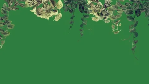 Green leaves on a background and screen with ivy it bunch of green screen Stock Footage 337336315